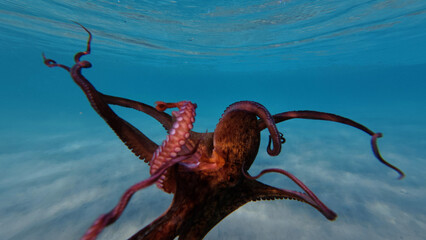Underwater photo of octopus swimming in tropical exotic sandy bay with turquoise crystal clear sea