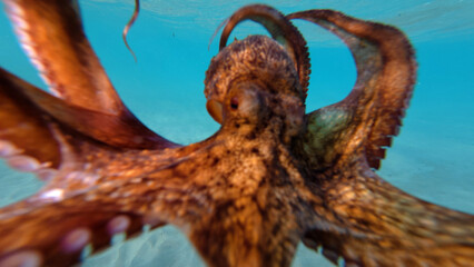 Underwater photo of octopus swimming in tropical exotic sandy bay with turquoise crystal clear sea