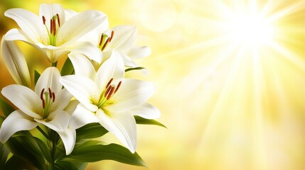 Fototapeta premium Close-up shots of white lily flowers and their green leaves within the forest