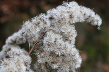 close up of branches