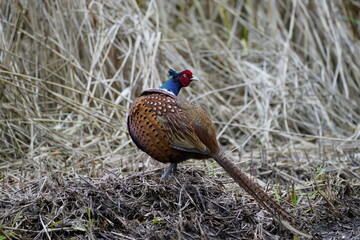 pheasant