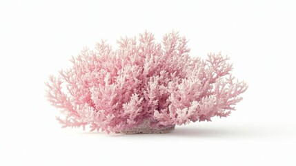 Pink Coral Branch Isolated on White