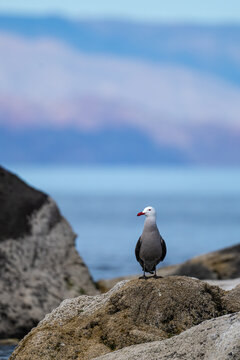 A Heermann's gull (Larus heermanni) standing in Baja California Sur, Mexico.