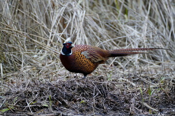 pheasant