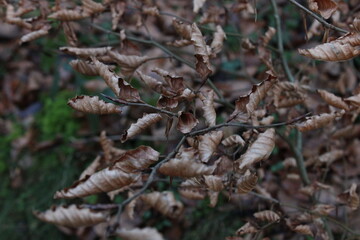 cones on a tree