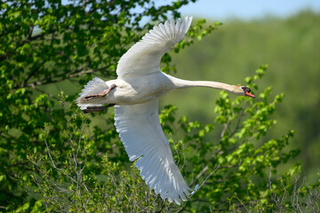 Closeup of a Mute Swan (Cygnus olor) flying in Michigan, USA in the daytime in Spring.