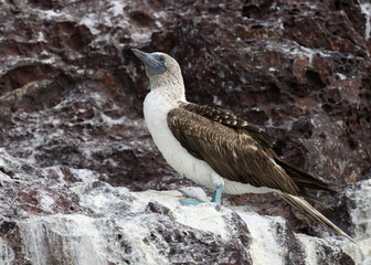 A Blue footed booby (Sula nebouxii) standing on a seaside cliff in Baja California Sur, Mexico.