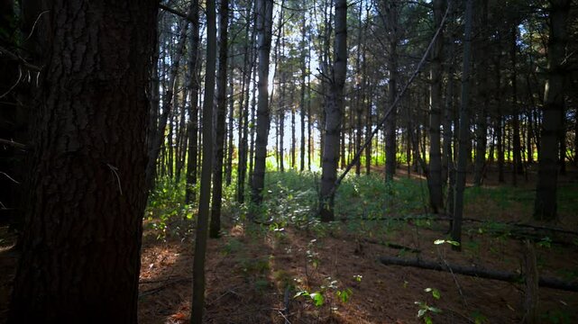 Forest stroll in a canadian summer sunset.