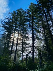 Fototapeta premium Tall trees with clear sky