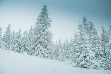 winter forest in the snow