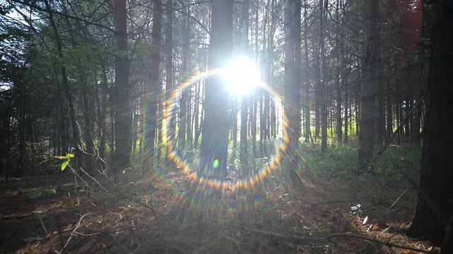 Forest stroll in a canadian summer sunset.