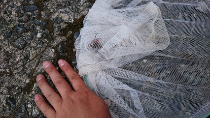 1375)Ambush the queen northern giant hornet at the exit of the burrow and capture it(Photo taken at 18:09 on may 16, 2017)