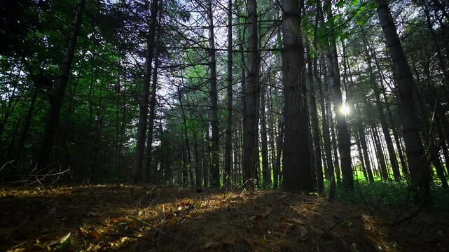 Forest stroll in a canadian summer sunset.