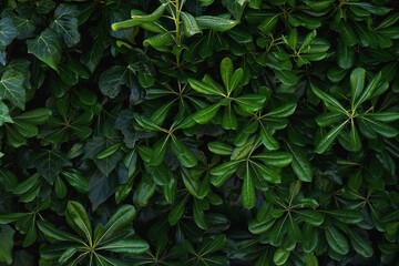 Beautiful green leaves background.