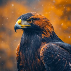 Fototapeta premium A majestic golden eagle perched against a blurred autumn backdrop.