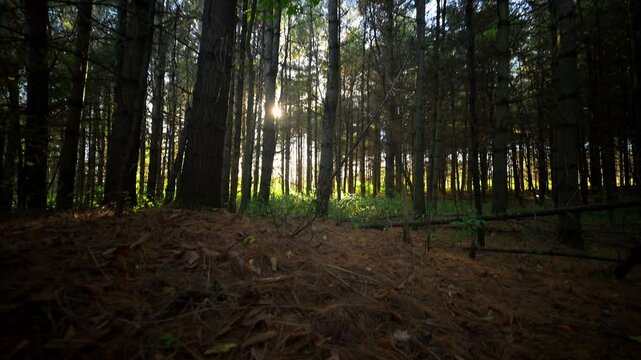 Forest stroll in a canadian summer sunset.