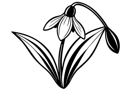 black and white snowdrop flower drawing clip art preview