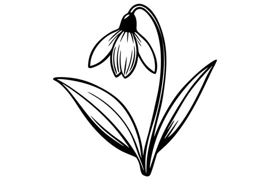 black and white snowdrop flower drawing clip art preview