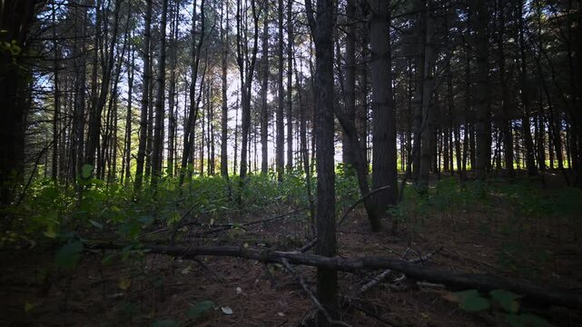 Forest stroll in a canadian summer sunset.