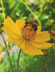 bee on yellow flower