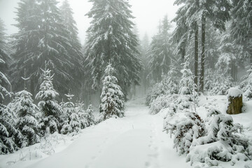 Winterwanderung durch den Thüringer Wald bei Oberhof und dem Kanzlersgrund bei winterlichen Wetter - Thüringen - Deutschland