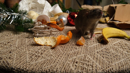 Rats are running on the table with leftover food and holiday messy.