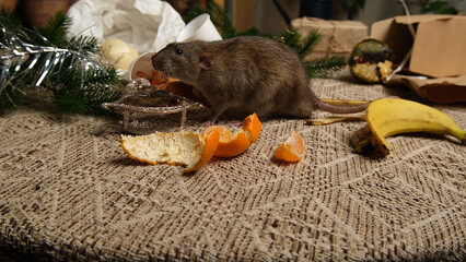 Rats are running on the table with leftover food and holiday messy.