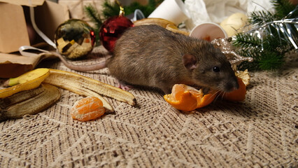 Rats are running on the table with leftover food and holiday messy.