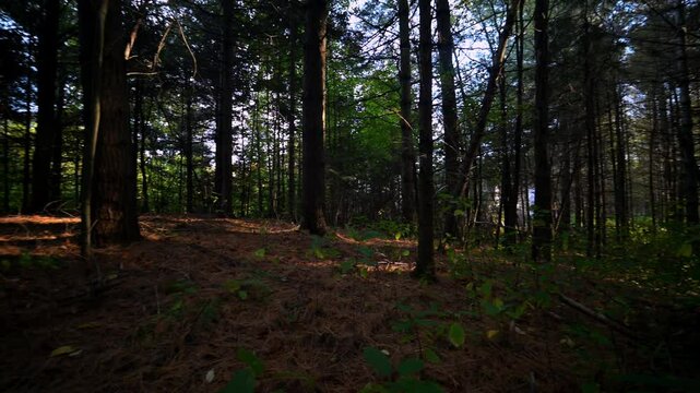 Forest stroll in a canadian summer sunset.