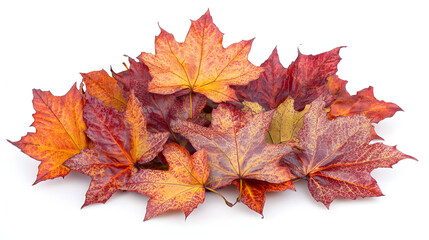 Fototapeta premium A collection of colorful maple leaves in shades of red, orange, and yellow, arranged on a white background, showcasing fall foliage details. .