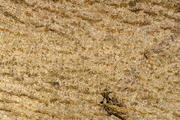 arrière plan d'une planche de bois en écorce naturelle très jolie,, ressource graphique, png