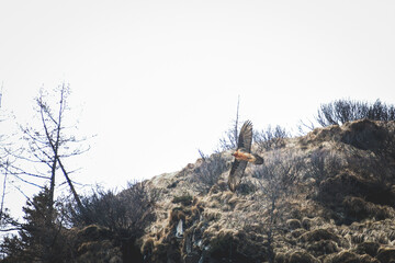 a adult bearded vulture, gypaetus barbatus, a very large bird of prey, is flying in the alps of austria, in the hohe tauern national park, at a winter day