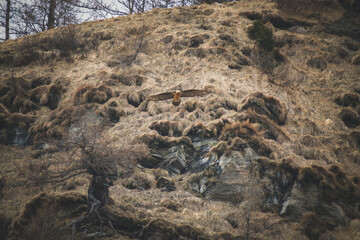a adult bearded vulture, gypaetus barbatus, a very large bird of prey, is flying in the alps of austria, in the hohe tauern national park, at a winter day