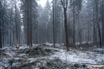 Trees in winter with snow and fog