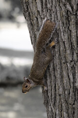 close-up of a cute squirrel hanging out on a big oak tree with texture backdrop