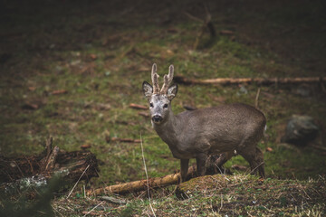 a adult roebuck with velvet horns at a spring day in the forest on the mountains