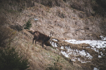 a adult chamois buck, rupicapra rupicapra, in the forest in the hohen tauern national park in austria at a spring day