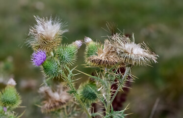 images of wild plants. photos of thorns in nature.
