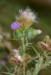 images of wild plants. photos of thorns in nature.