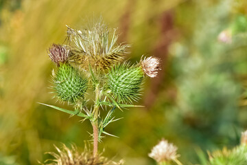 images of wild plants. photos of thorns in nature.