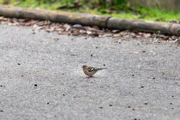 Common Chaffinch (Fringilla coelebs) perched on the ground of a road