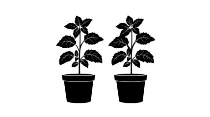 Obraz premium Peppermint plants spreading in a container garden outdoors, Plant Digital Art