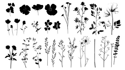 A pressed flower art piece with individual blossoms arranged flat on a white background, Plant Digital Art