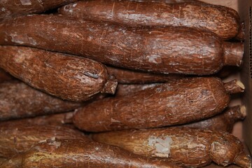 Cassava. Manihot esculenta. A starchy root vegetable widely cultivated in tropical and subtropical regions. Cassava has industrial uses including the production of adhesives, biofuels, and textiles.