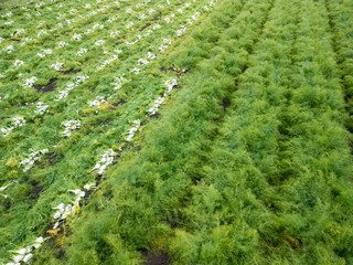 Puglia, Hectares of Fennel Fields Seen from Above Natural Geometries and Green Harmony with Workers Engaged in Harvesting