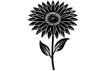 Botanical Art in Line Silhouette Gaillardia Flower Illustration