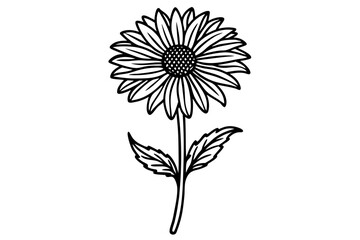 Botanical Art in Line Silhouette Gaillardia Flower Illustration