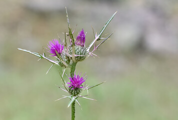 natural thorns and gorgeous thorn photos