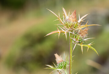 natural thorns and gorgeous thorn photos