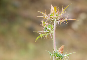 natural thorns and gorgeous thorn photos